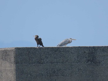 Sat, 8/22/2020 Birding report at 狩尾岬