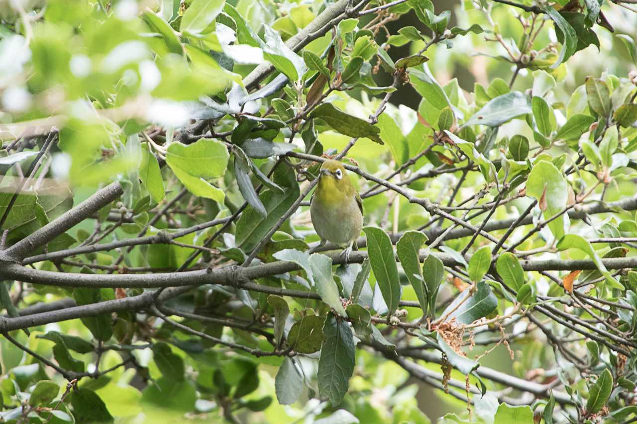 東京港野鳥公園 メジロの写真