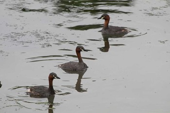 カイツブリ 東京港野鳥公園 2016年6月8日(水)