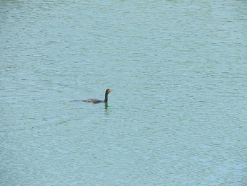 カワウ 笠城ダム公園 2020年8月23日(日)