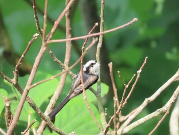 2020年8月23日(日) 笠城ダム公園の野鳥観察記録