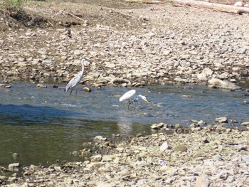 2020年8月29日(土) 八木山川の野鳥観察記録