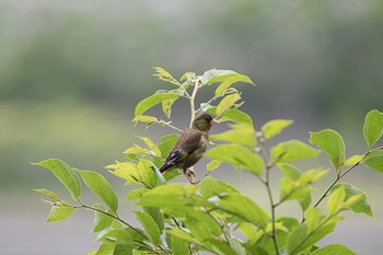 カワラヒワ 東京港野鳥公園 2016年6月8日(水)