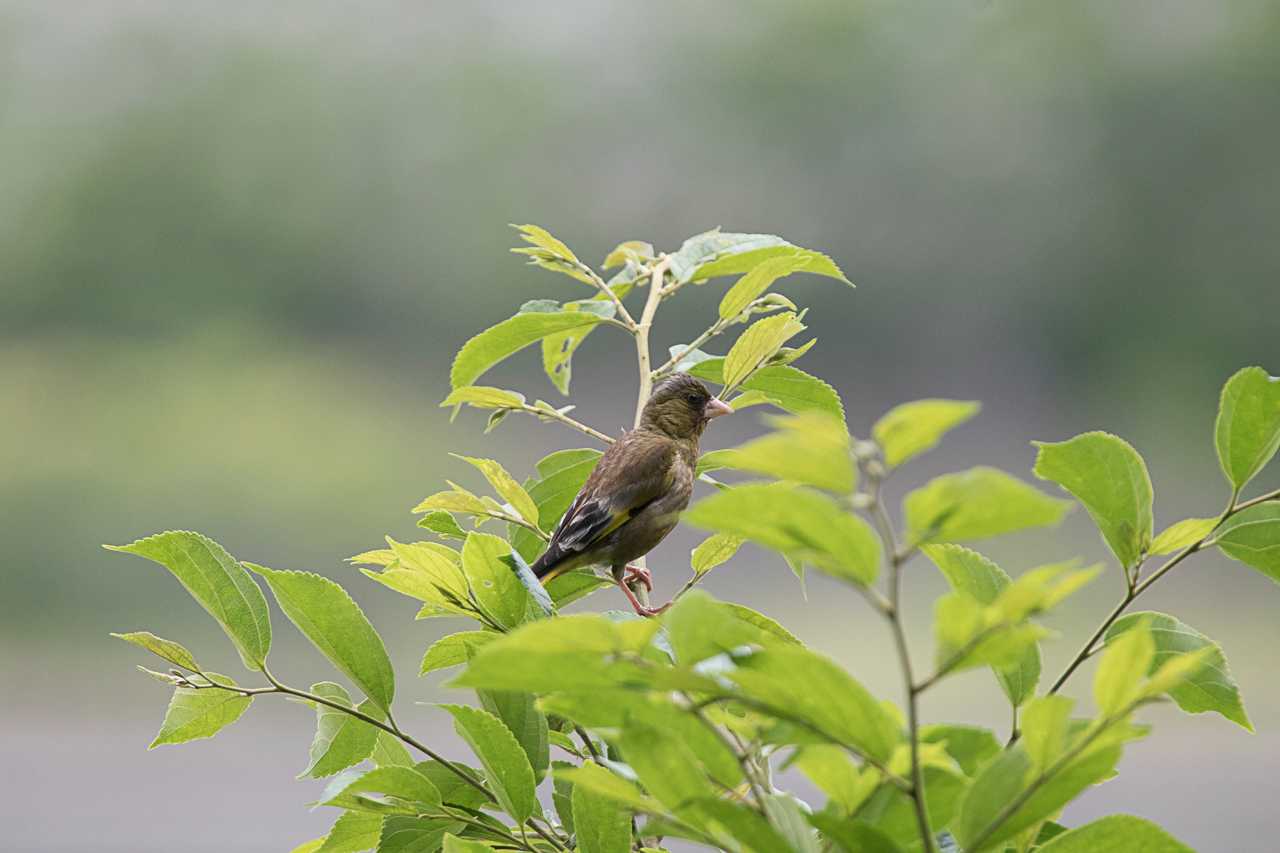 Photo of Grey-capped Greenfinch at Tokyo Port Wild Bird Park