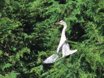 2020年8月30日(日) 八木山川の野鳥観察記録