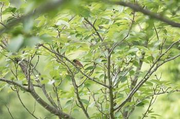 ホオジロ 秦野戸川公園 16年6月10日(金)