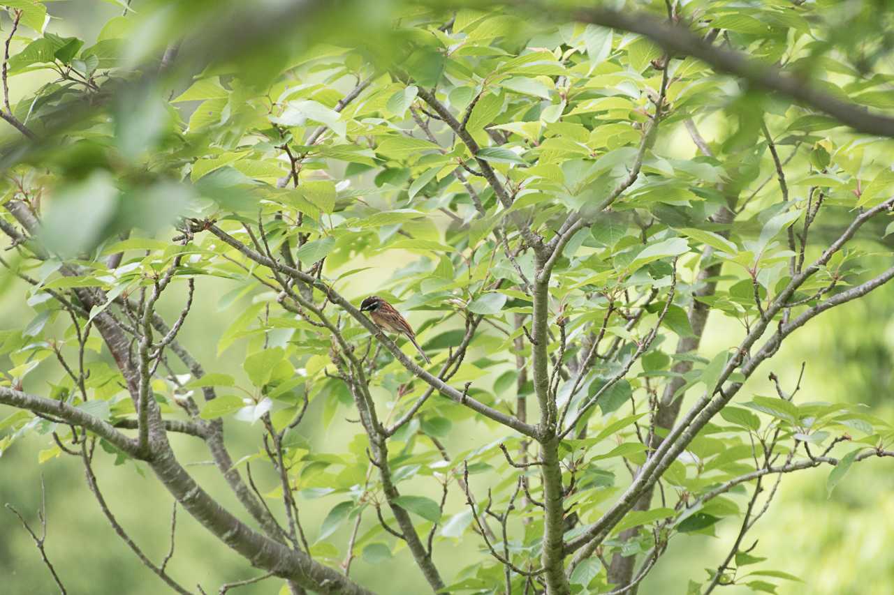 Photo of Meadow Bunting at 秦野戸川公園