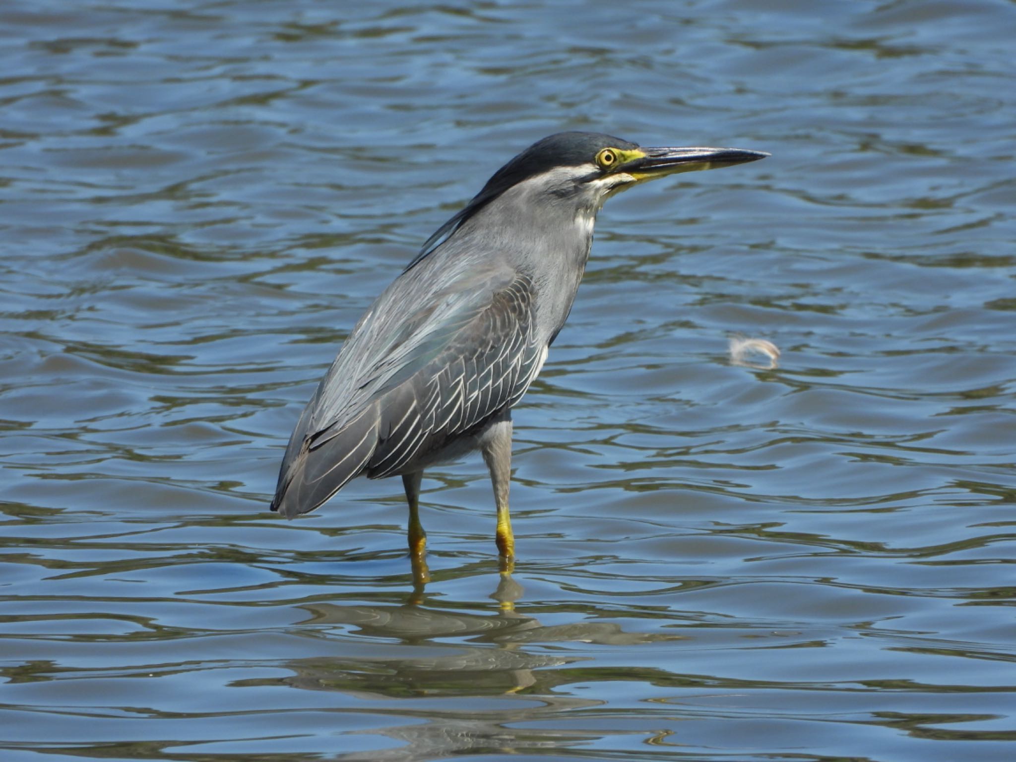 Photo of Striated Heron at Tokyo Port Wild Bird Park by 結城