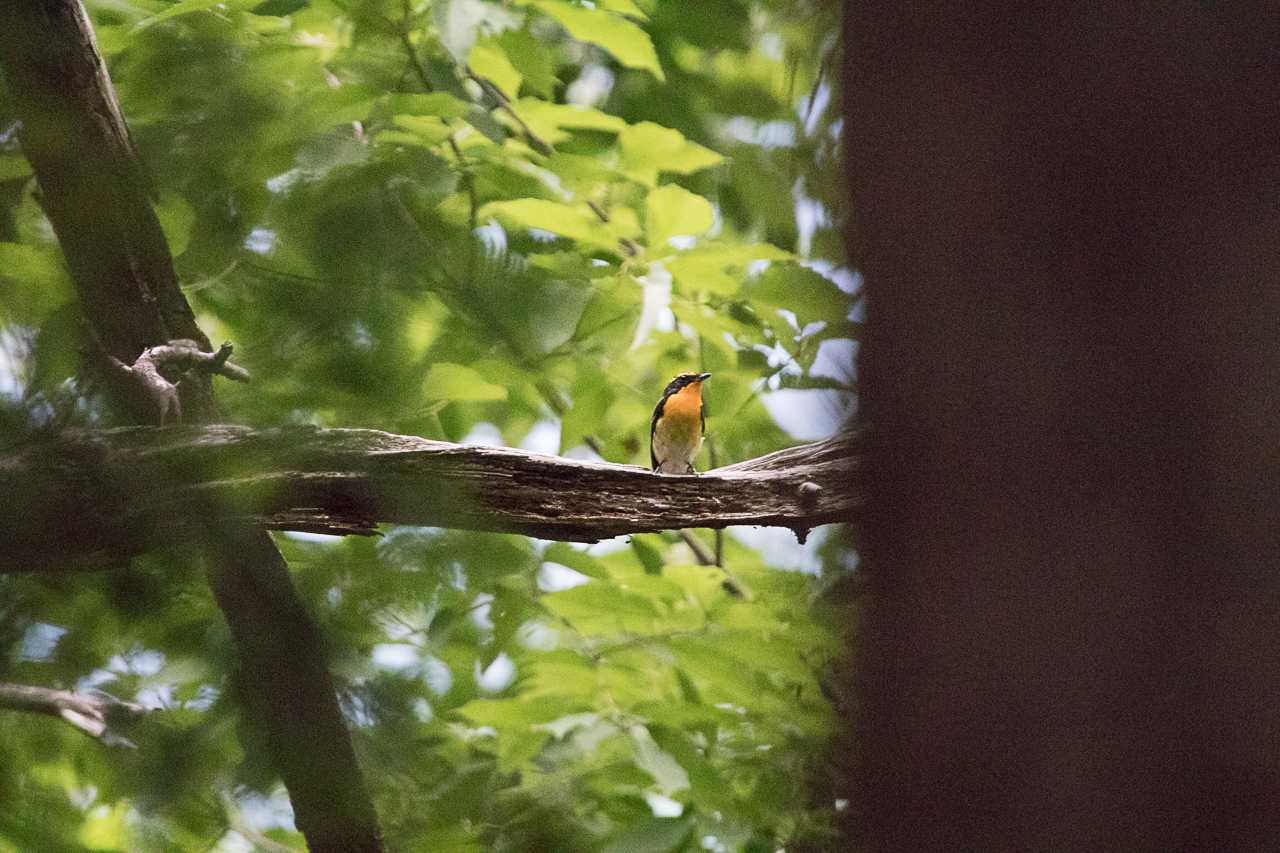 Photo of Narcissus Flycatcher at 秦野戸川公園