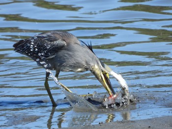 ササゴイ 東京港野鳥公園 2020年8月29日(土)