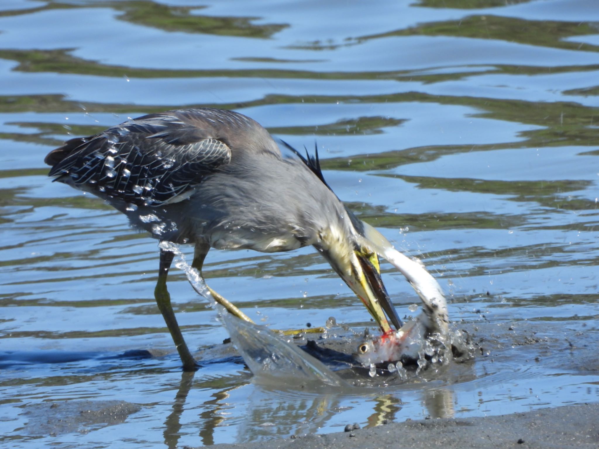 Photo of Striated Heron at Tokyo Port Wild Bird Park by 結城