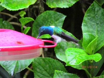 White-necked Jacobin エクアドル Thu, 7/14/2011