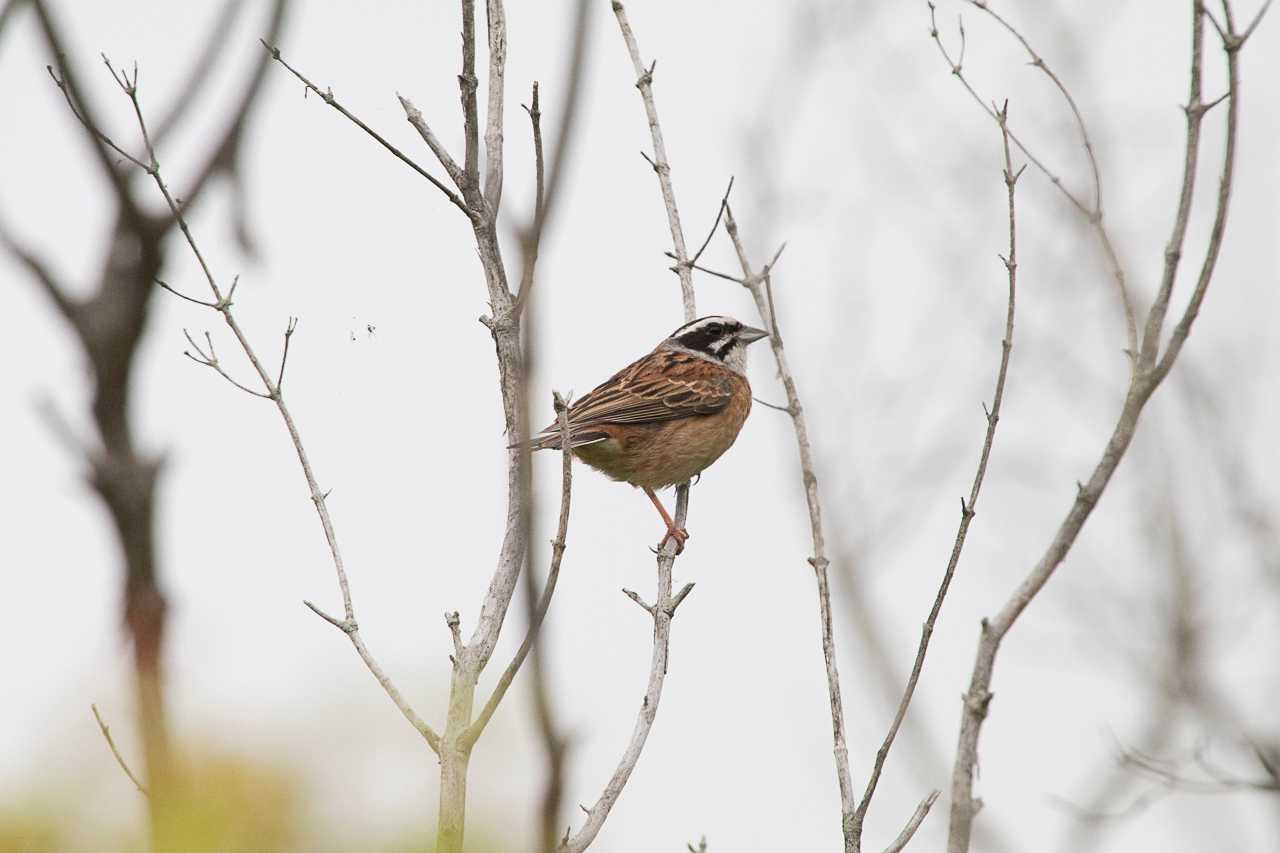 Photo of Meadow Bunting at 秦野戸川公園