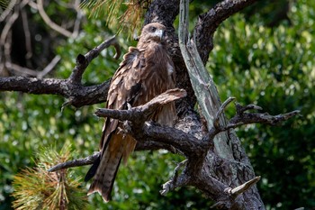 Black Kite 荒崎公園 Wed, 9/2/2020