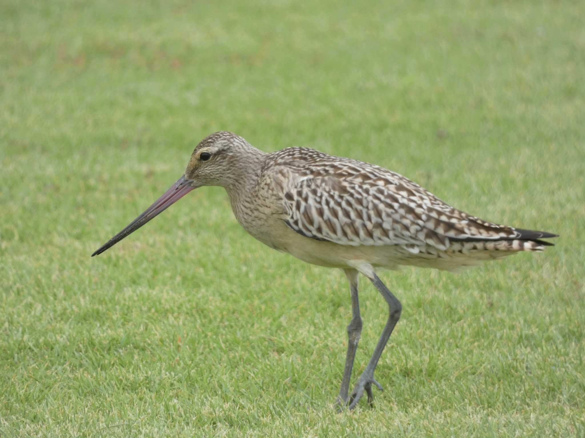 Photo of Bar-tailed Godwit(menzbieri) at Yoron Island by あおこん