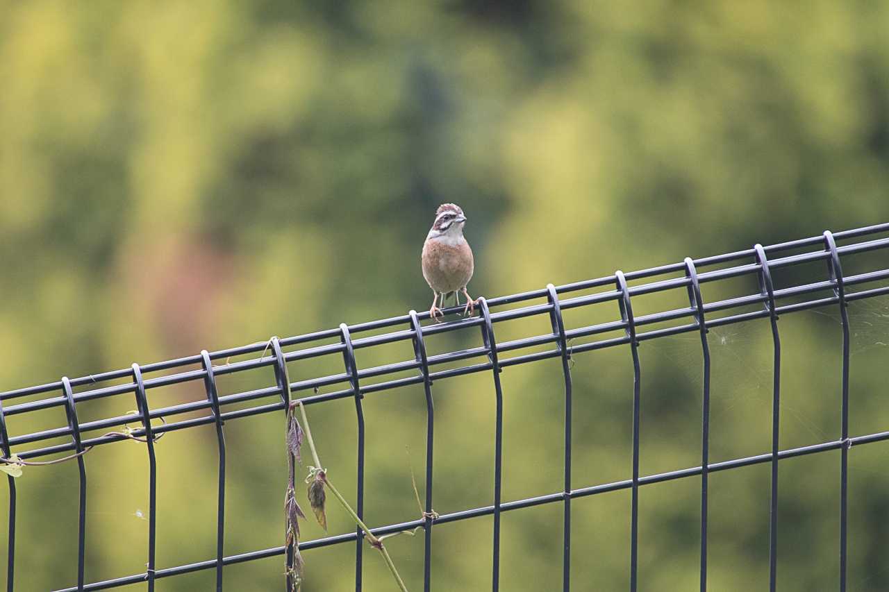 秦野戸川公園 ホオジロの写真