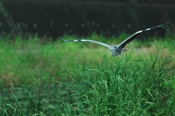 アオサギ 柏尾川 2020年9月2日(水)