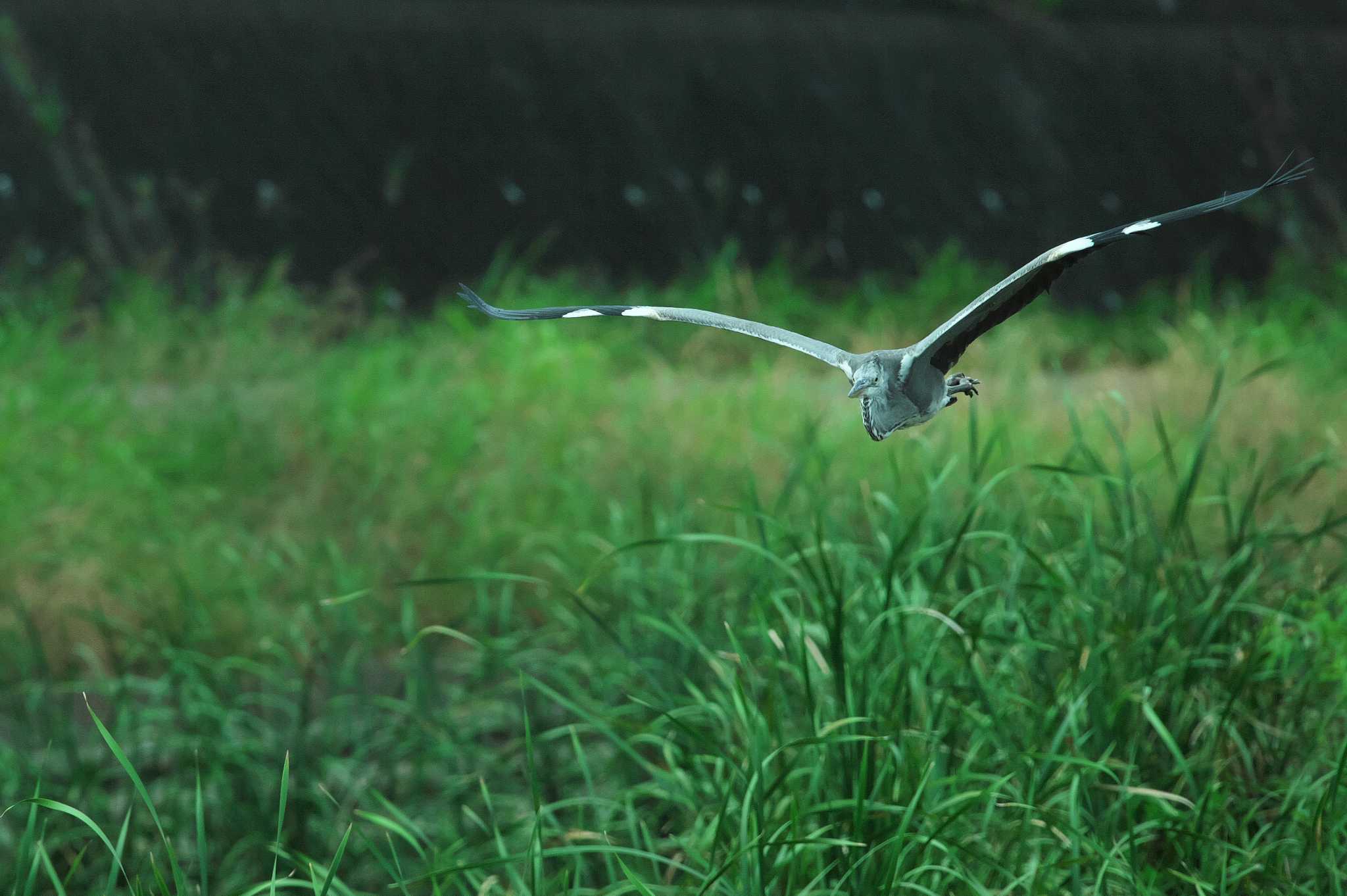 Photo of Grey Heron at 柏尾川 by Bouen-omoi