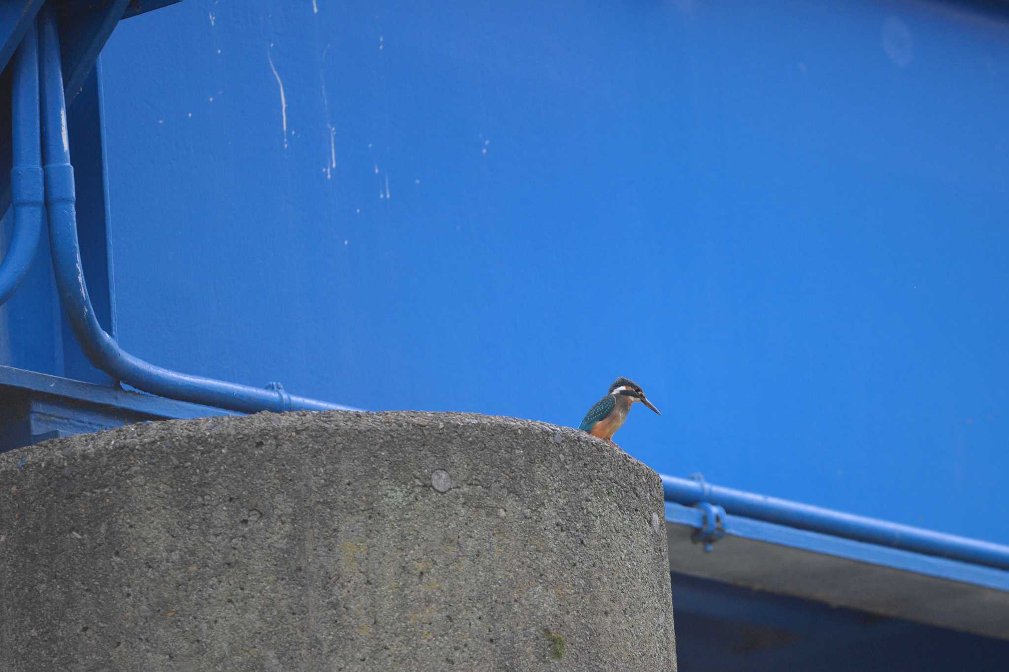 Photo of Common Kingfisher at 柏尾川 by Bouen-omoi