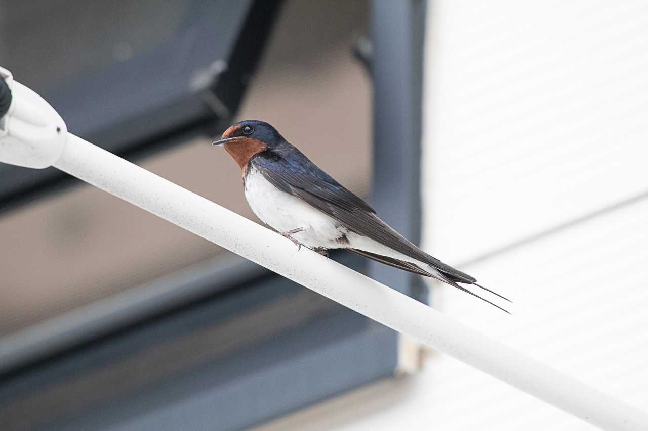 Photo of Barn Swallow at 秦野戸川公園