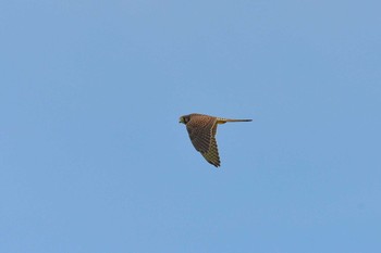 Common Kestrel 堺浜 Wed, 9/2/2020