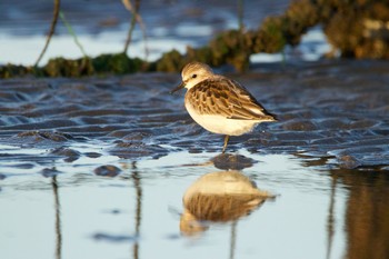 Red-necked Stint Sambanze Tideland Sat, 8/29/2020