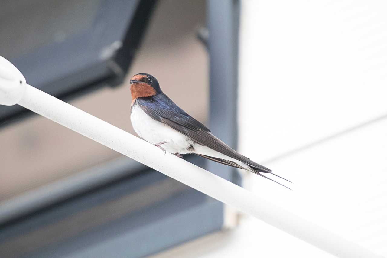 Photo of Barn Swallow at 秦野戸川公園