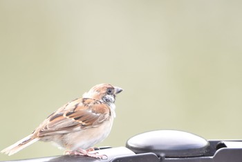 2020年9月2日(水) 西宮市の野鳥観察記録