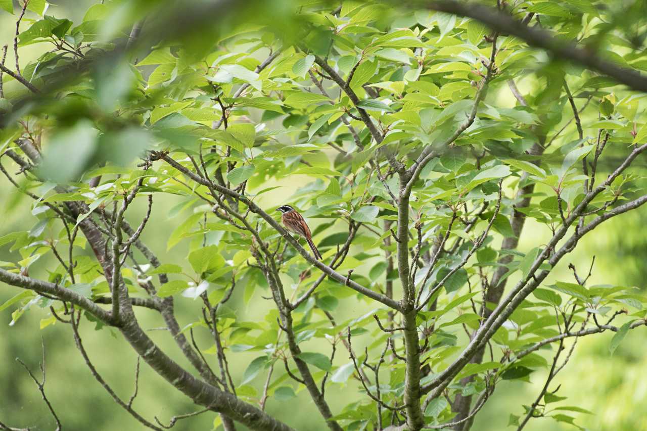 秦野戸川公園 ホオジロの写真