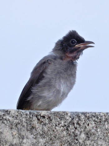 2020年9月2日(水) Tel Aviv, Israel の野鳥観察記録