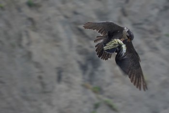 ハヤブサ 神奈川 海岸 2016年6月7日(火)