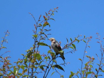 Sun, 8/30/2020 Birding report at Kasai Rinkai Park