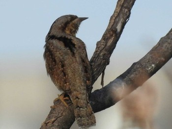 Eurasian Wryneck 東屯田遊水地 Sun, 5/29/2016