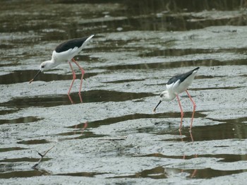 2020年9月2日(水) 六郷橋緑地の野鳥観察記録