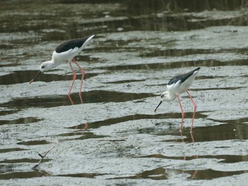 Wed, 9/2/2020 Birding report at 六郷橋緑地