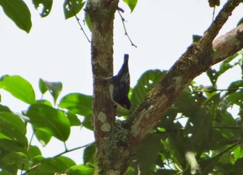 Blue Nuthatch