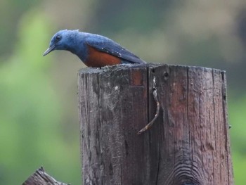 Blue Rock Thrush 厚田 Sat, 6/4/2016