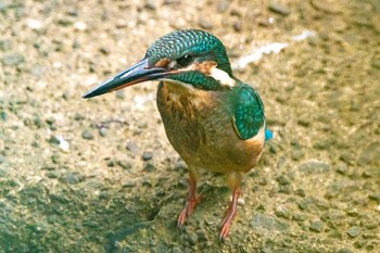 カワセミ 奈良市 2020年9月3日(木)