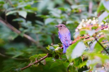 Blue-and-white Flycatcher 伊香保森林公園 Sat, 8/29/2020