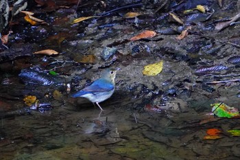 Siberian Blue Robin 伊香保森林公園 Sat, 8/29/2020