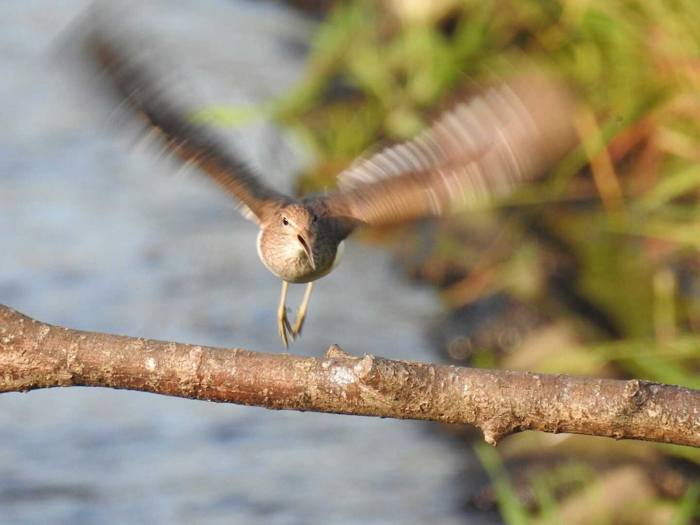 Photo of Common Sandpiper at 石狩川