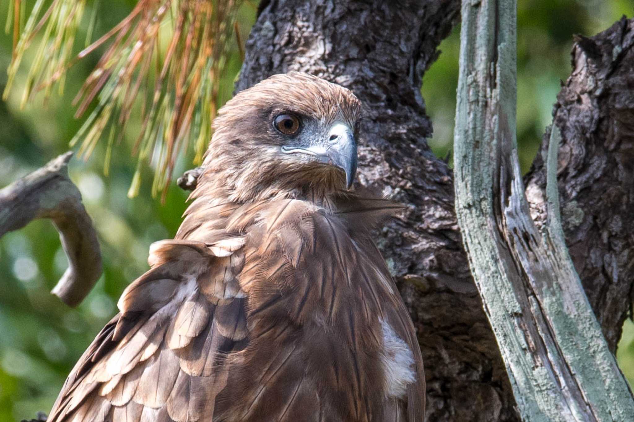 Photo of Black Kite at 荒崎公園 by Tosh@Bird