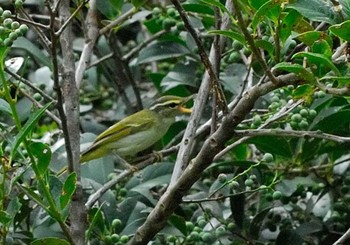 Eastern Crowned Warbler 馬見丘陵公園 Thu, 9/3/2020