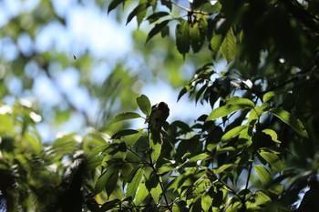 Warbling White-eye 甲山森林公園 Sun, 8/30/2020