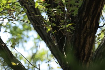 Unknown Species 甲山森林公園 Sun, 8/30/2020