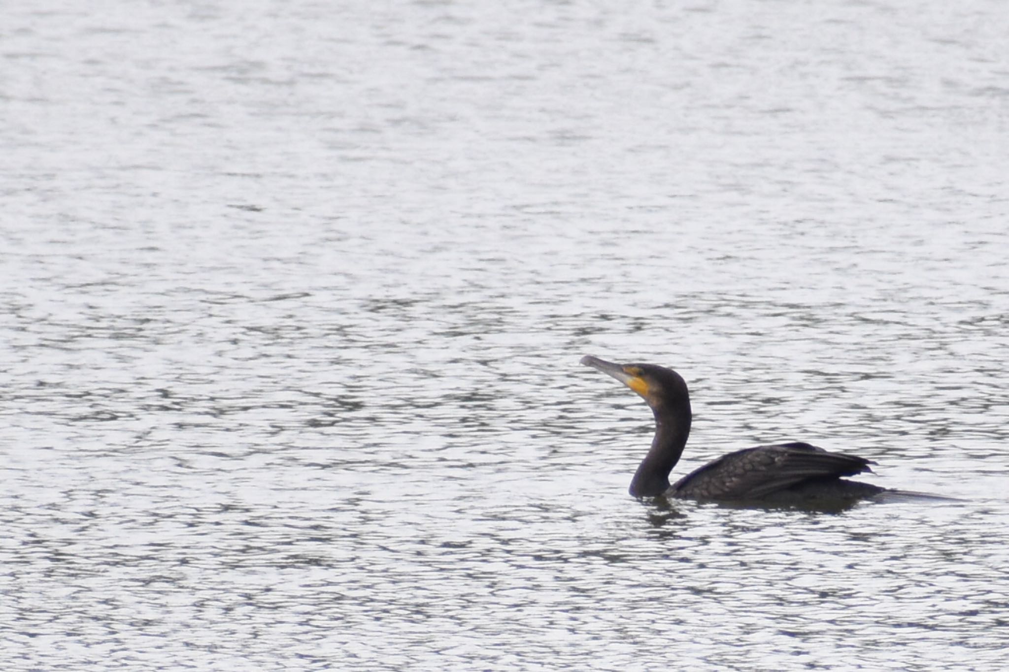 Great Cormorant