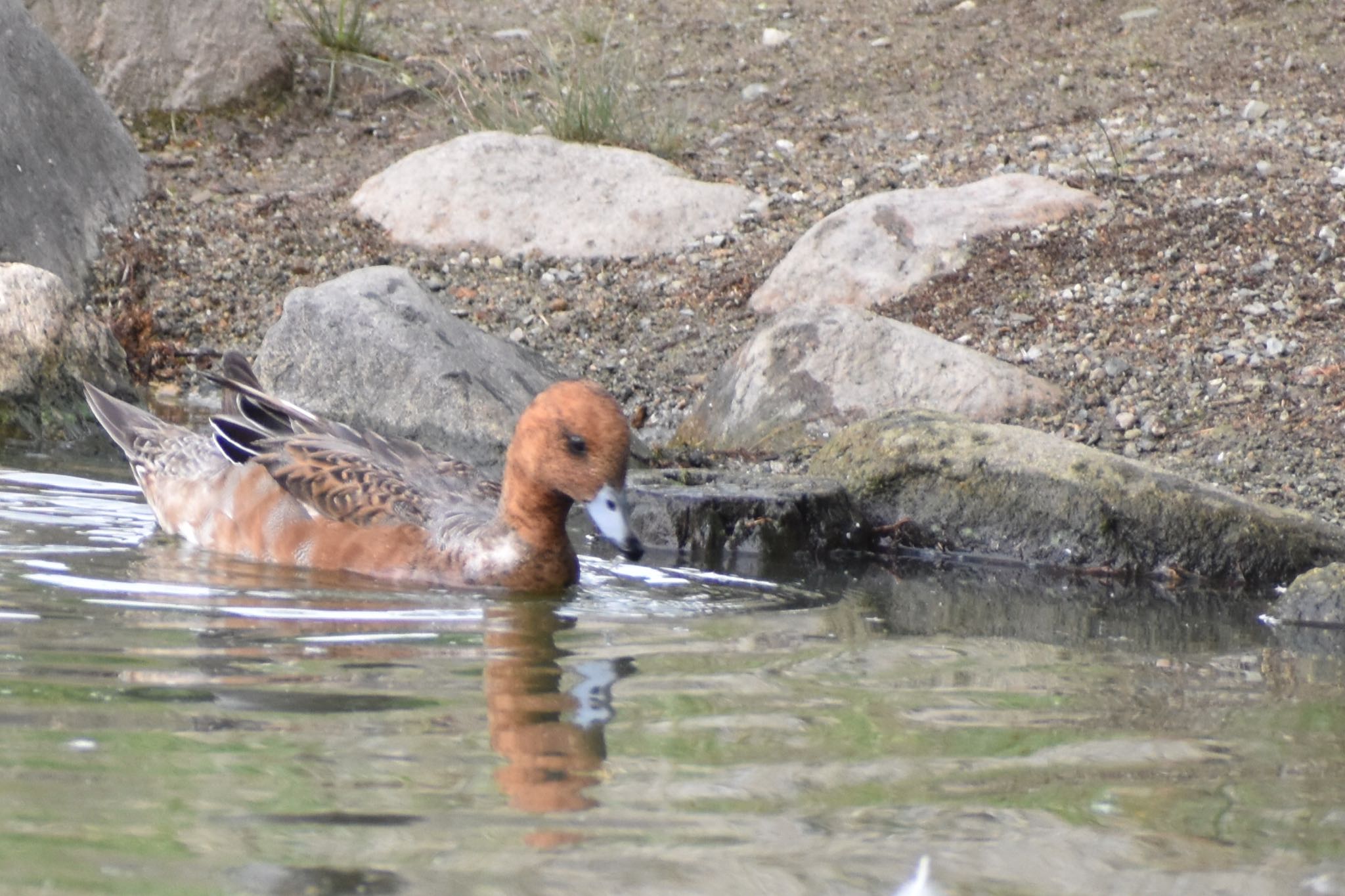 Eurasian Wigeon