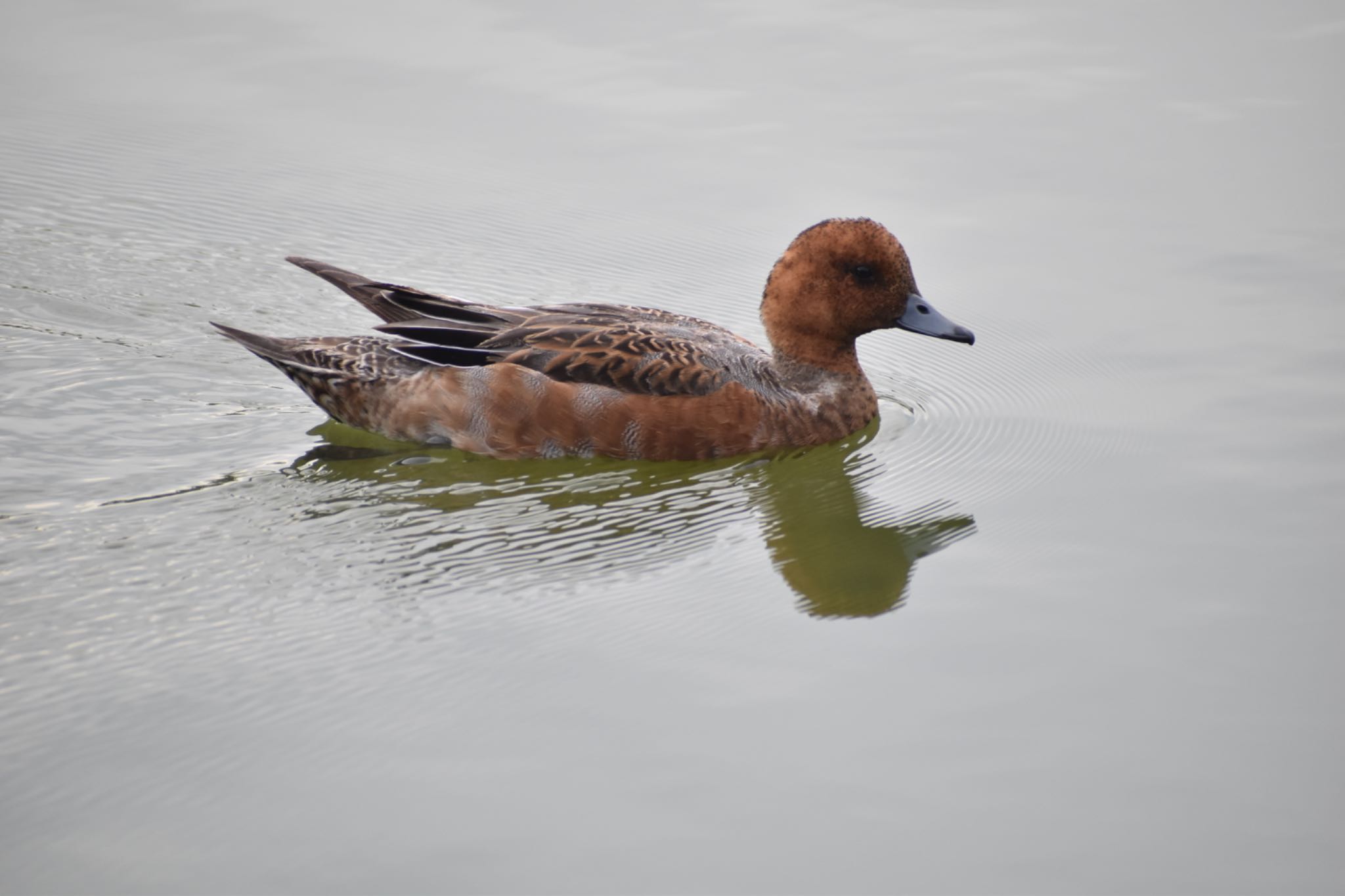 Eurasian Wigeon