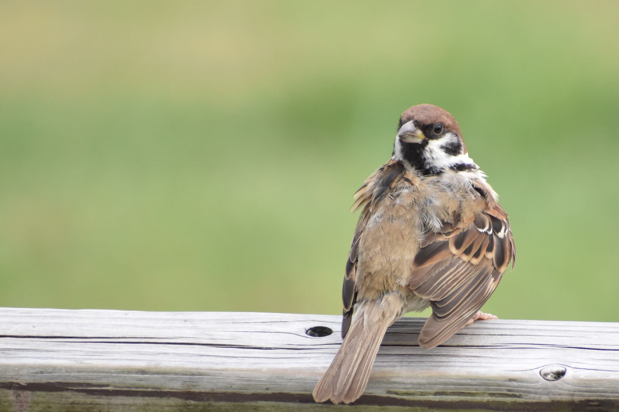 Eurasian Tree Sparrow