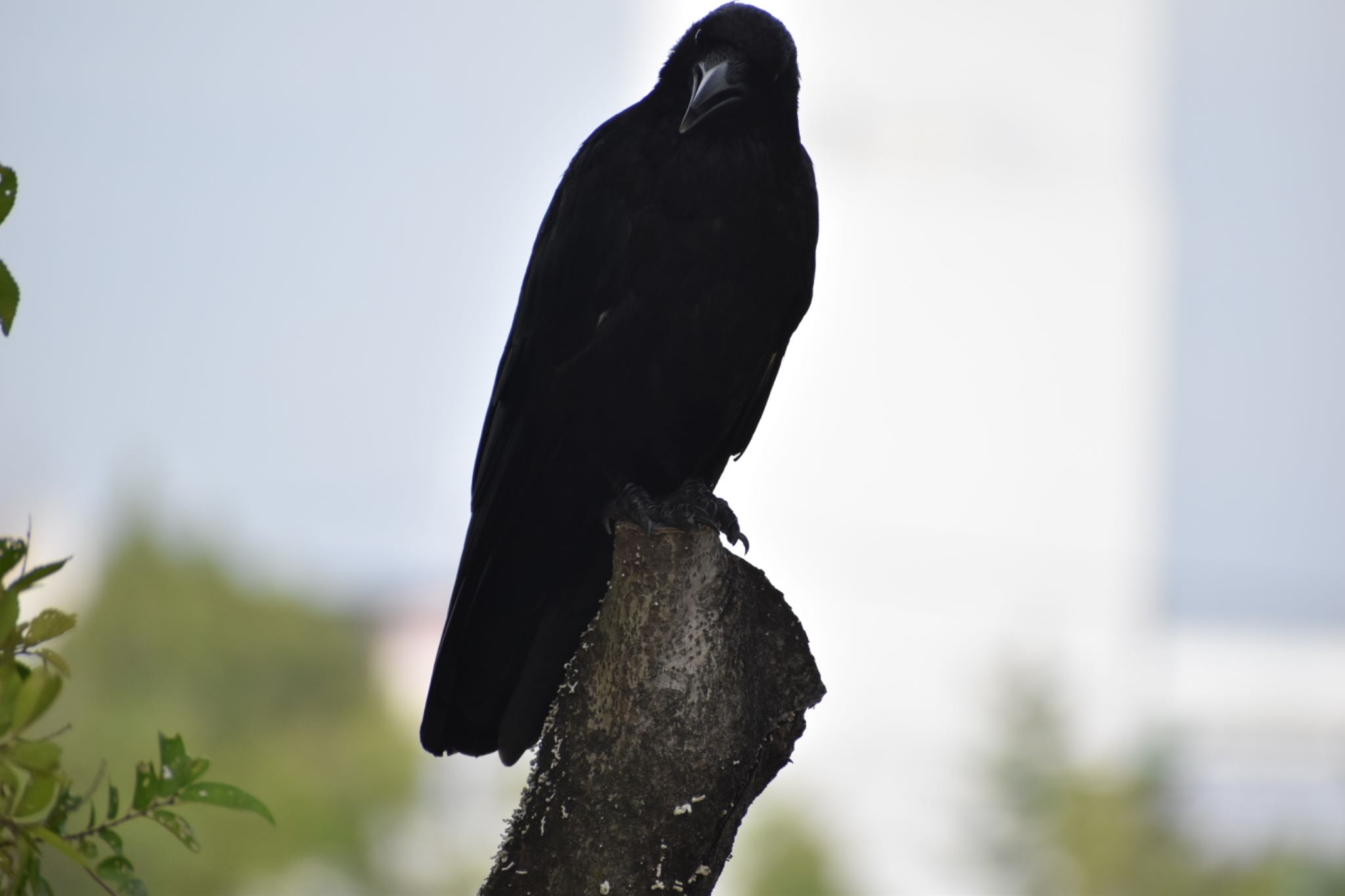 Large-billed Crow